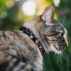 Cat Collar Breakaway Dora Boots Pose Floral Lets Play Vamos A Jugar Black 8 to 12 Inches 0.5 Inch Wide(1/2″ Wide – Fits 8-12″ Neck)